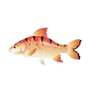 Tiger Giant Carp